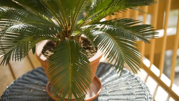 Palmfarn